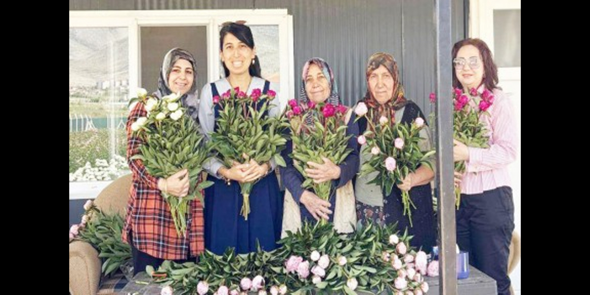 Şakayıkta hasat zamanı (Karaman)